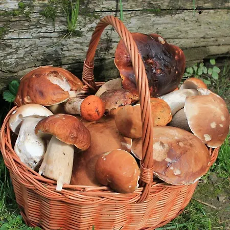 Eva 3* Ошчадница